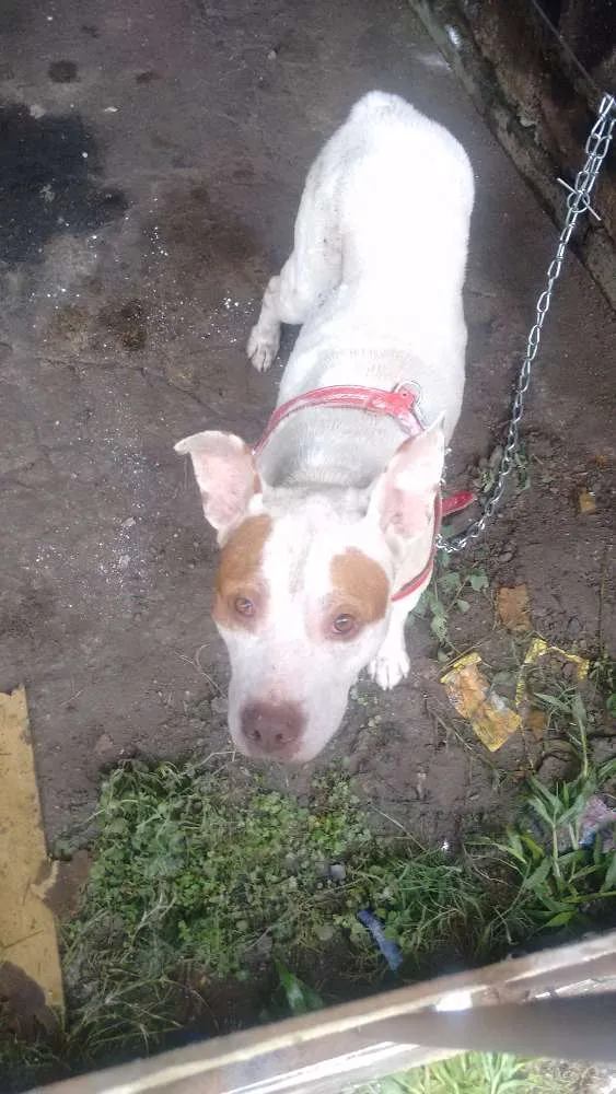 Cachorro ra a Mistura de pitbull com outra indefinida  idade  nome Branquela