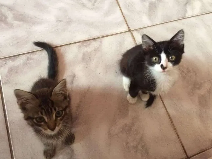 Gato ra a  idade Abaixo de 2 meses nome Não tem