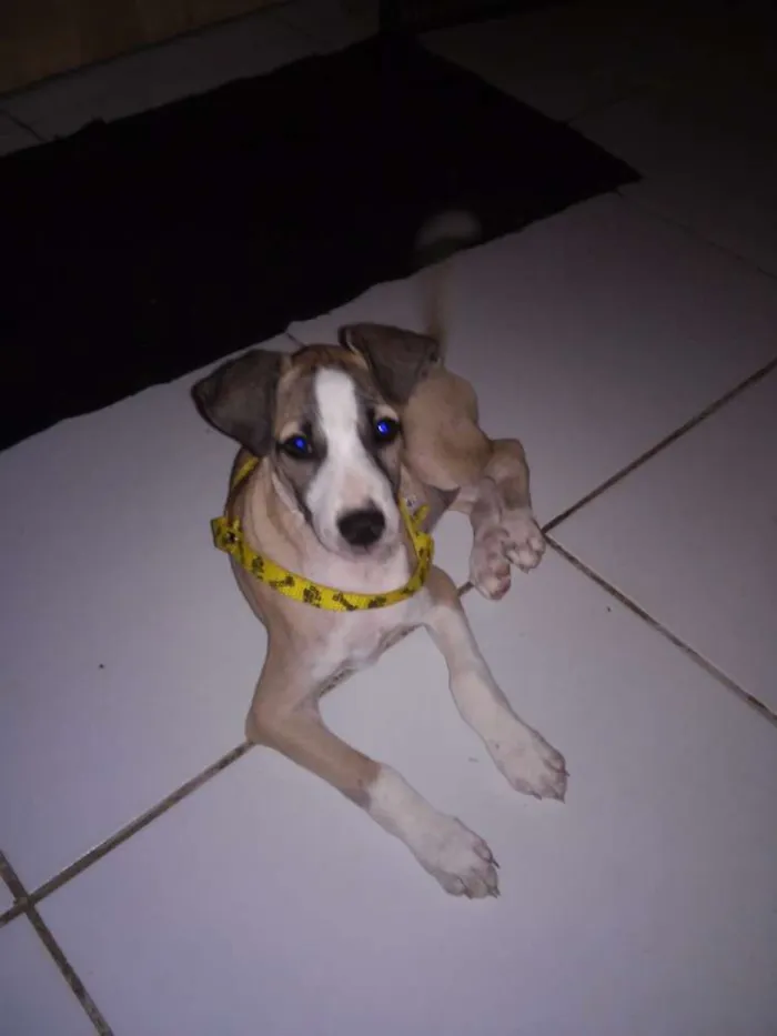 Cachorro ra a Srd idade 2 a 6 meses nome Lika