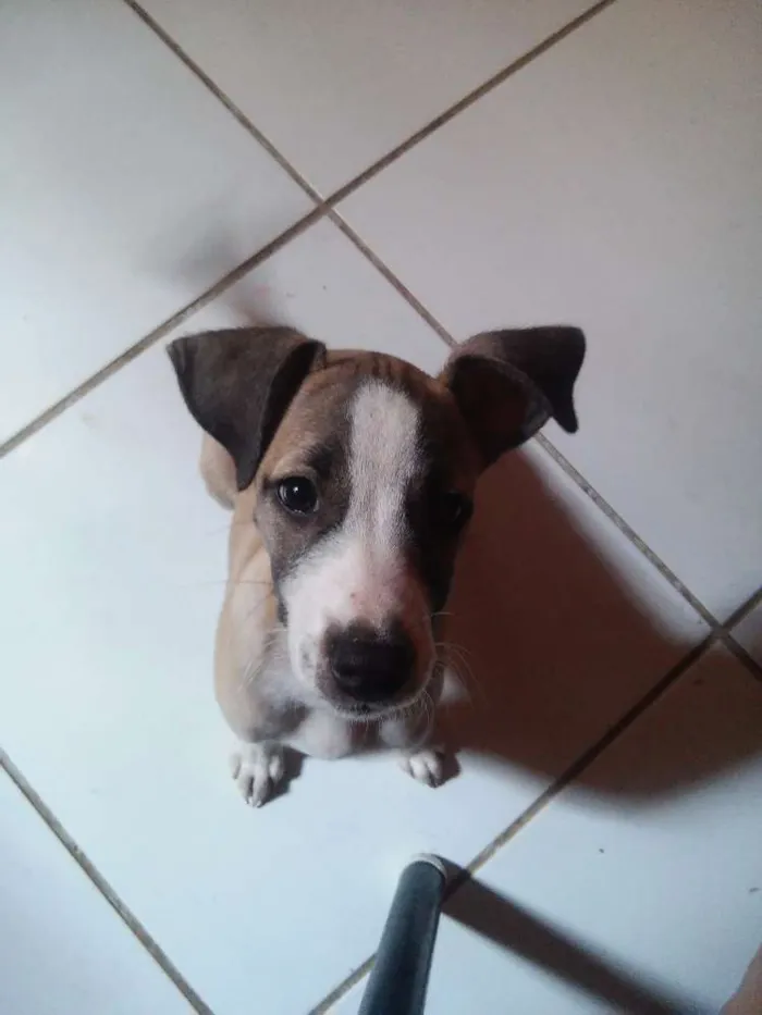 Cachorro ra a Srd idade 2 a 6 meses nome Lika