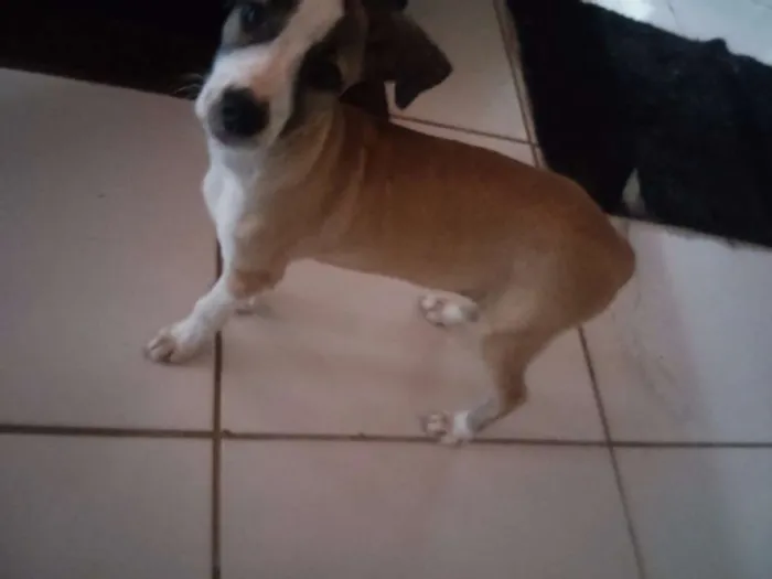 Cachorro ra a Srd idade 2 a 6 meses nome Lika