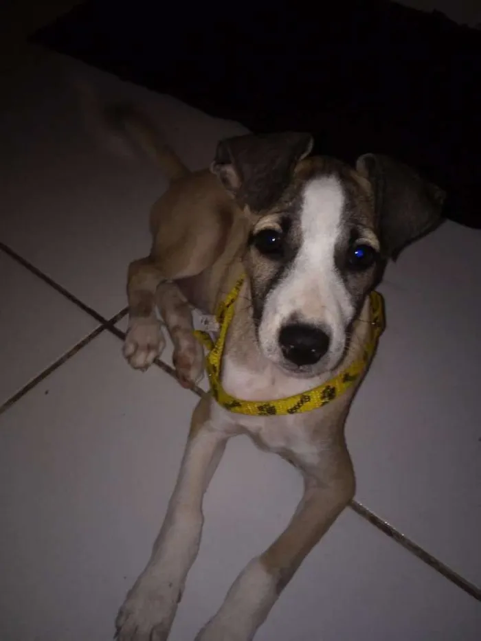 Cachorro ra a Srd idade 2 a 6 meses nome Lika