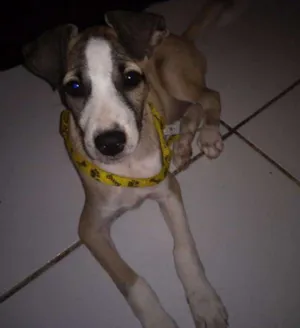 Cachorro raça Srd idade 2 a 6 meses nome Lika