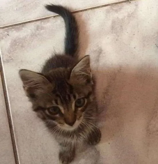 Gato ra a  idade Abaixo de 2 meses nome Não tem