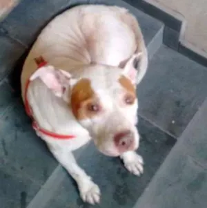 Cachorro raça Mistura de pitbull com outra indefinida  idade  nome Branquela