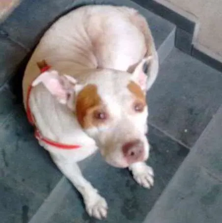 Cachorro ra a Mistura de pitbull com outra indefinida  idade  nome Branquela