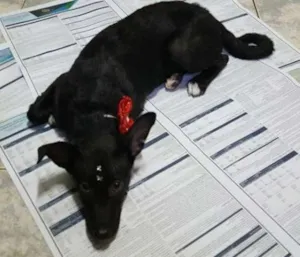 Cachorro raça  idade 2 a 6 meses nome Sem nome