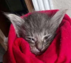 Gato raça Viralata idade Abaixo de 2 meses nome Prince