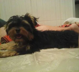 Cachorro raça Yorkshire idade 1 ano nome Mel