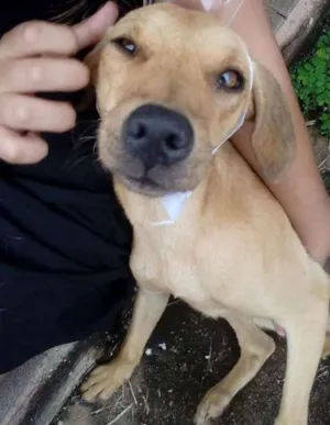 Cachorro raça  idade  nome Nina
