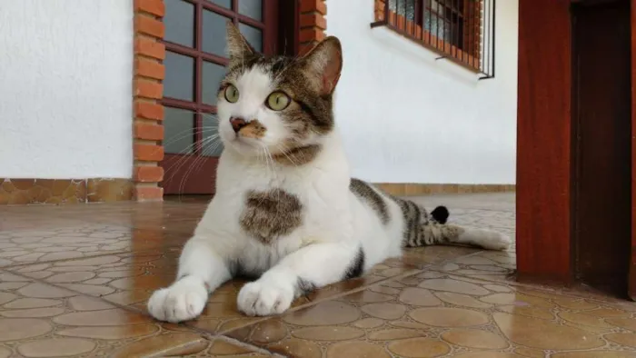 Gato ra a Mestiço idade 2 anos nome NICOLAS