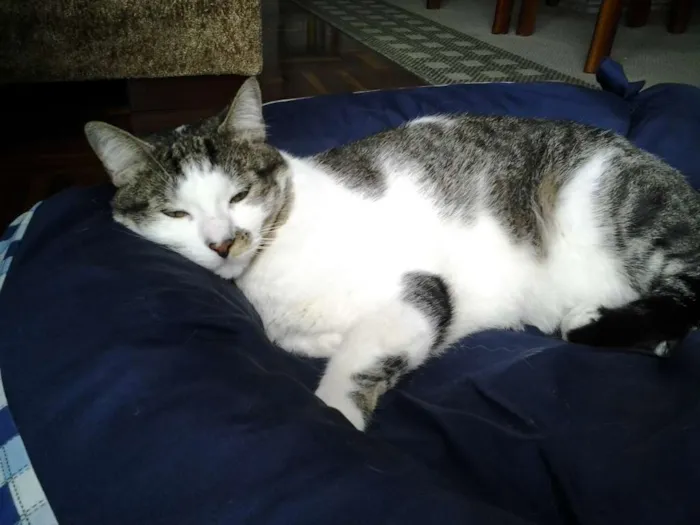 Gato ra a Mestiço idade 2 anos nome NICOLAS