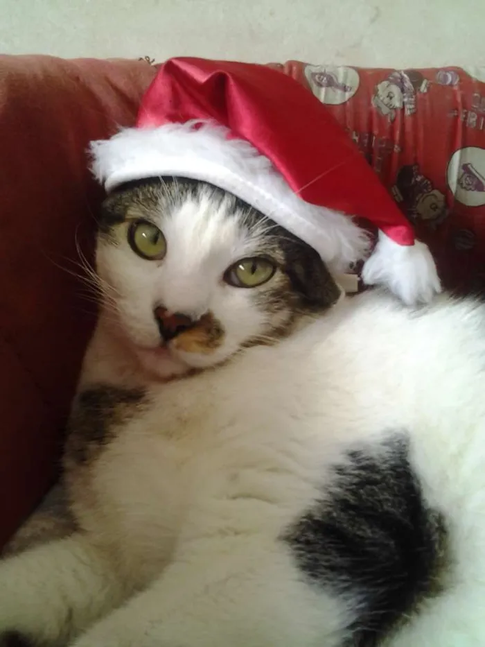 Gato ra a Mestiço idade 2 anos nome NICOLAS