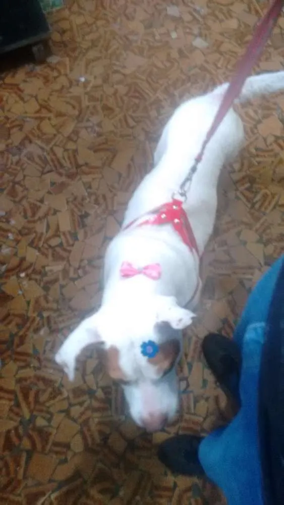 Cachorro ra a Mistura de pitbull com outra indefinida  idade  nome Branquela