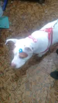 Branquela