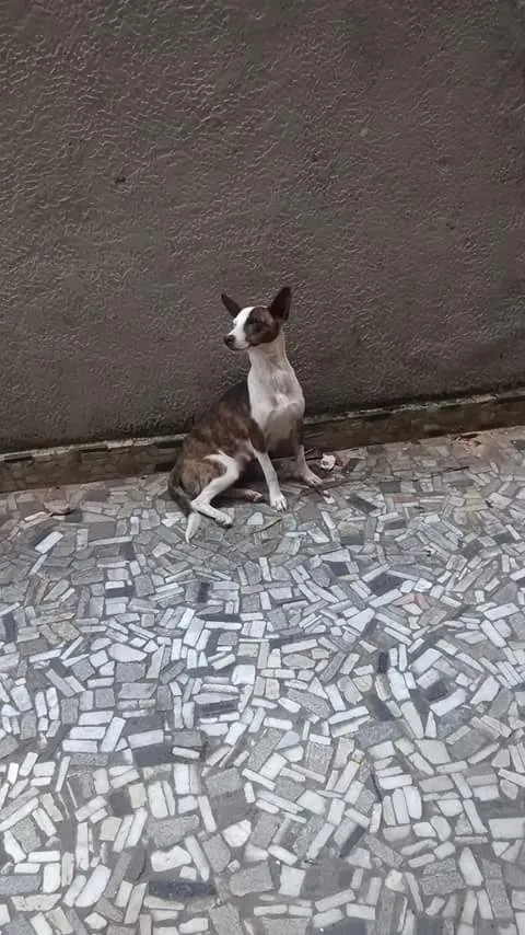 Cachorro ra a vira-lata idade Abaixo de 2 meses nome não tem