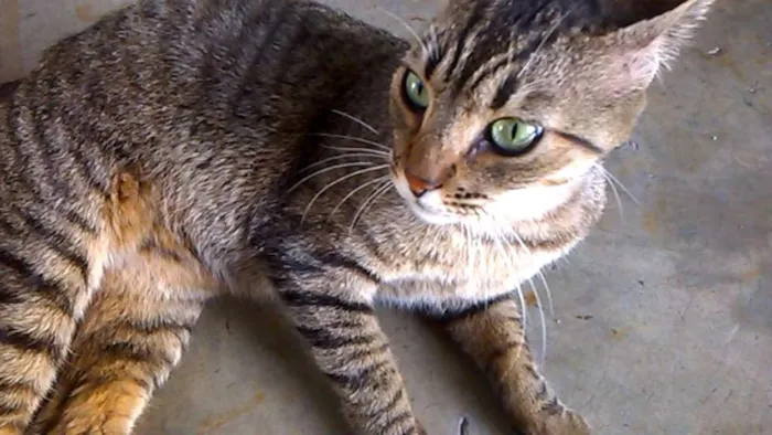 Gato ra a SRD idade 2 anos nome CHARLOT