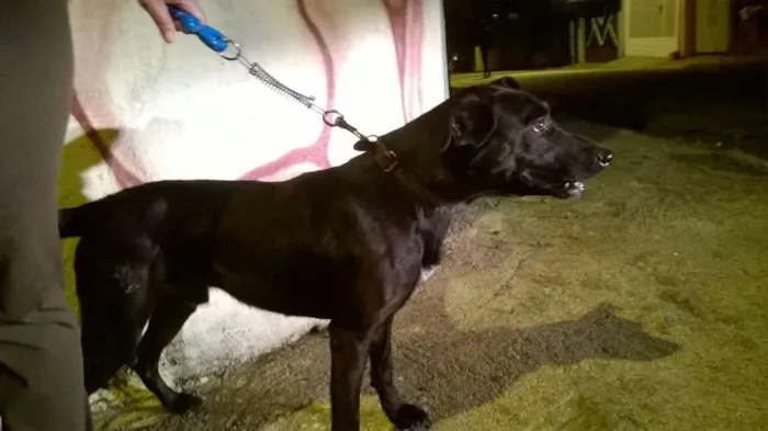 Cachorro ra a MESTIÇO MANCHESTER idade 2 anos nome LIONS