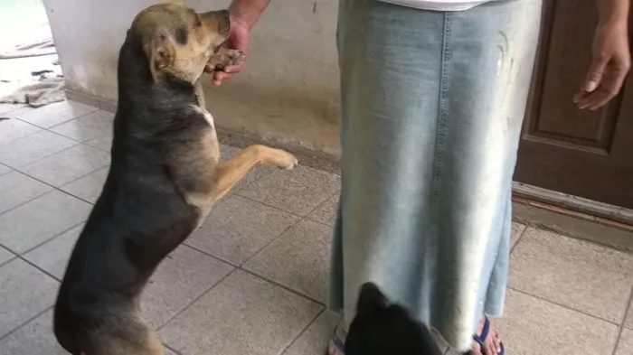 Cachorro ra a MESTIÇA BRACO TIROLES idade 3 anos nome VITÓRIA