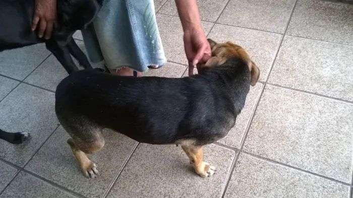 Cachorro ra a MESTIÇA BRACO TIROLES idade 3 anos nome VITÓRIA