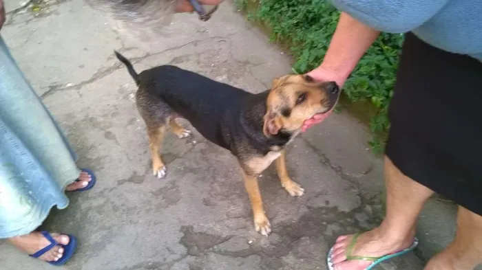 Cachorro ra a MESTIÇA BRACO TIROLES idade 3 anos nome VITÓRIA