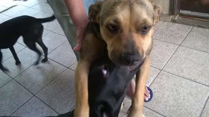 Cachorro ra a MESTIÇA BRACO TIROLES idade 3 anos nome VITÓRIA
