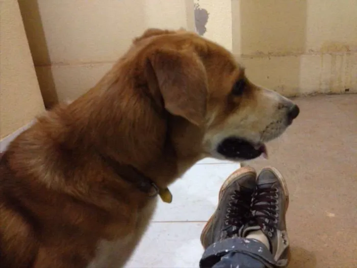 Cachorro ra a Pastor belga com capa preta  idade 5 anos nome Max