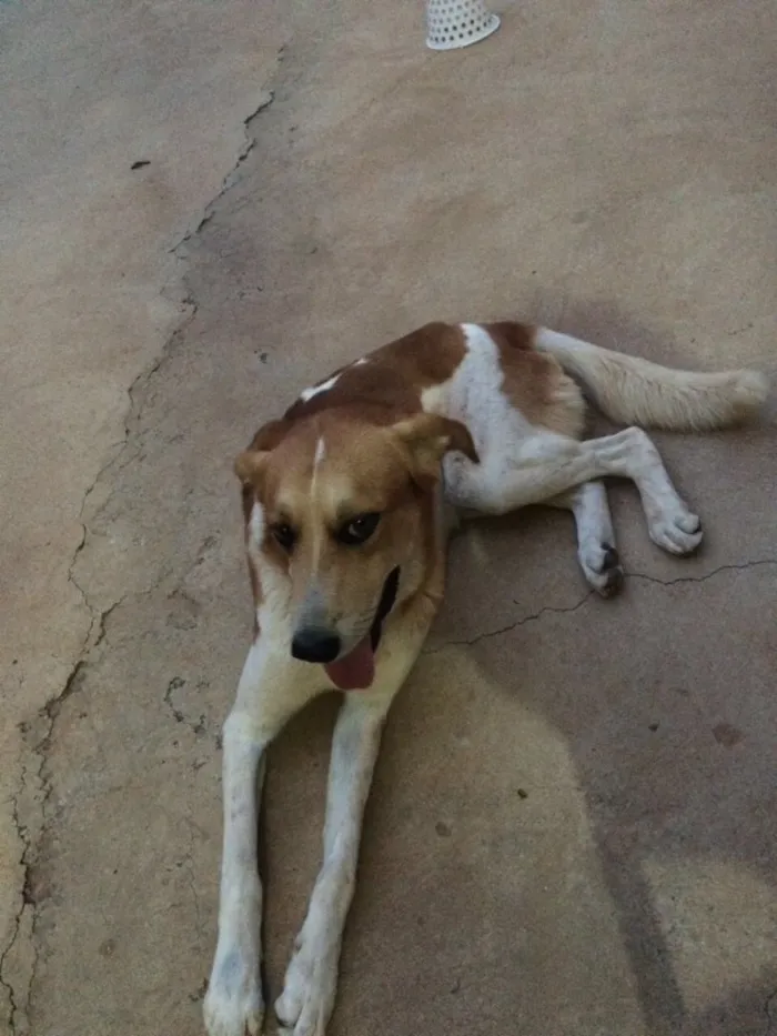 Cachorro ra a Pastor belga com capa preta  idade 5 anos nome Max