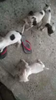 Sem nome são filhote