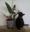 NINA 