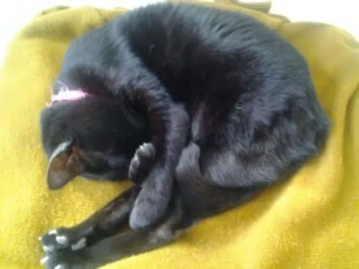 Gato ra a SRD idade  nome NINA 