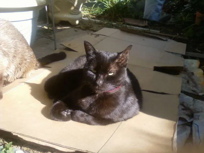 Gato ra a SRD idade  nome NINA 