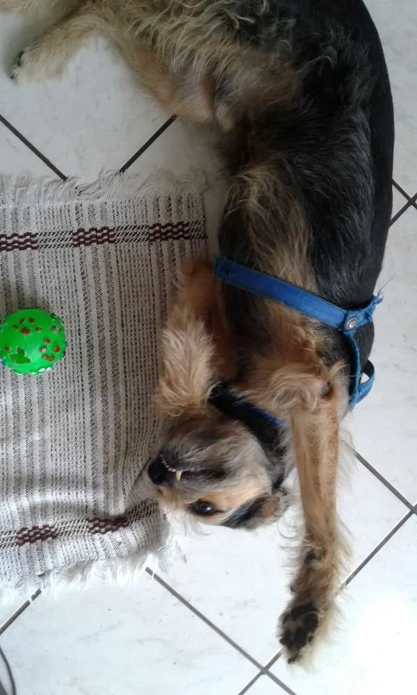 Cachorro ra a vira lata idade 5 anos nome Jhon