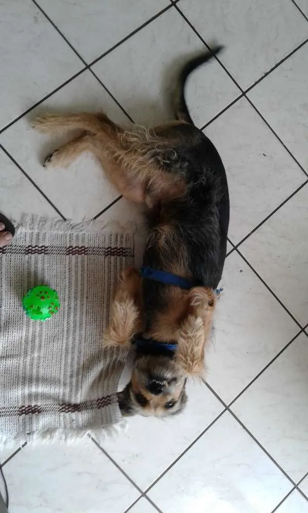Cachorro ra a vira lata idade 5 anos nome Jhon