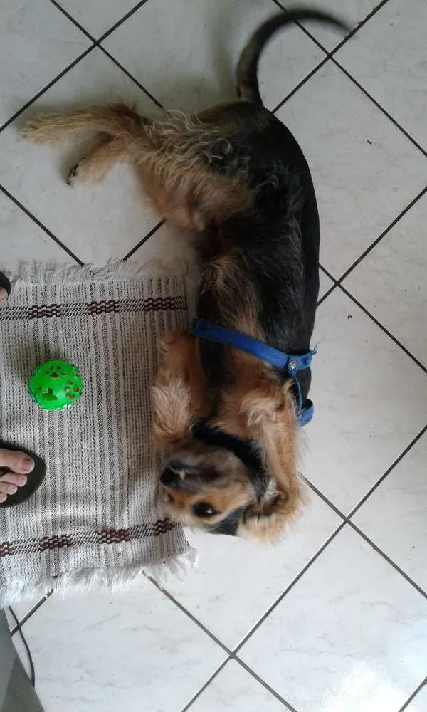 Cachorro ra a vira lata idade 5 anos nome Jhon