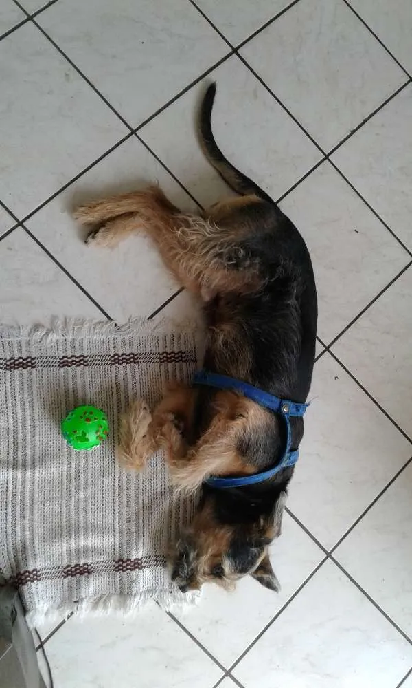 Cachorro ra a vira lata idade 5 anos nome Jhon