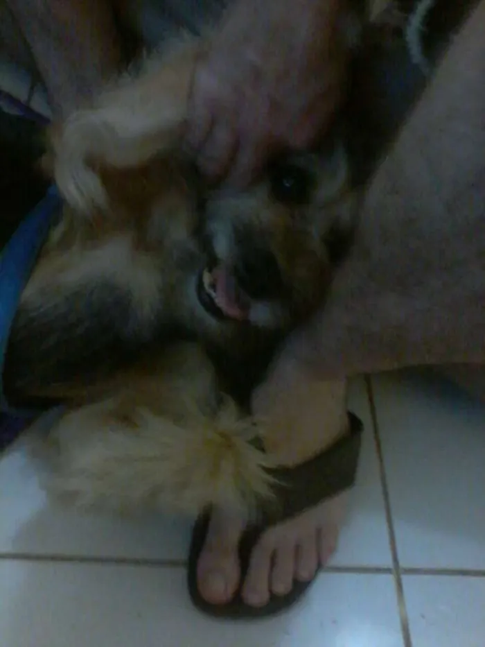Cachorro ra a vira lata idade 5 anos nome Jhon