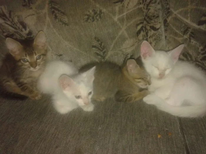 Gato ra a Vira latas idade Abaixo de 2 meses nome Vários