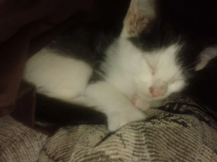 Gato ra a Vira latas idade Abaixo de 2 meses nome Vários