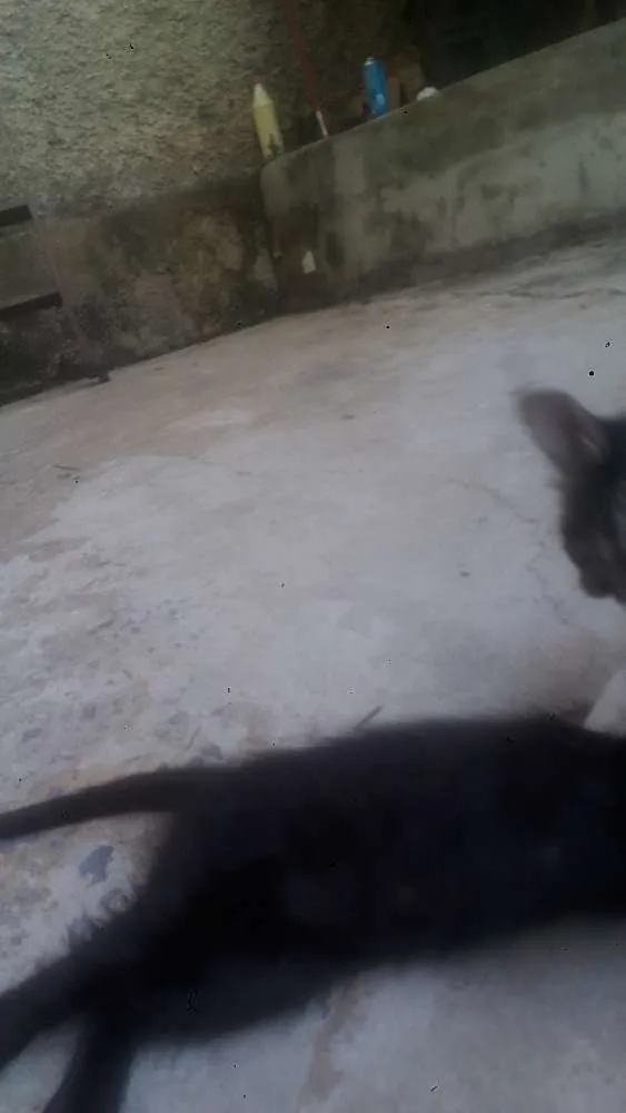Gato raça Sem raça definida idade 2 a 6 meses nome Sem nomes