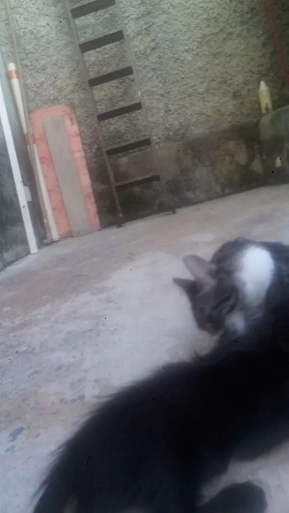 Gato raça Sem raça definida idade 2 a 6 meses nome Sem nomes