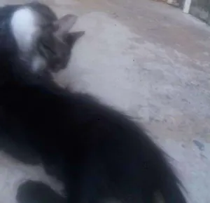 Gato raça Sem raça definida idade 2 a 6 meses nome Sem nomes