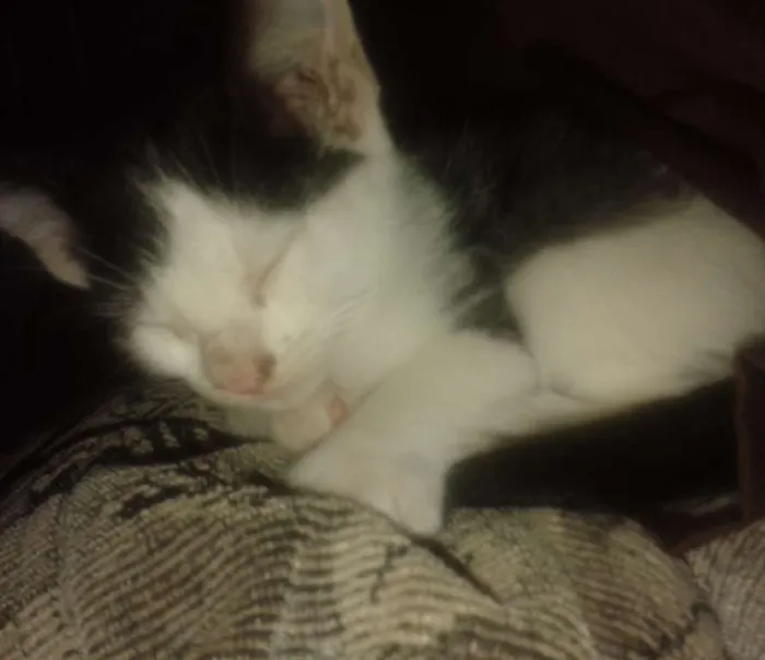 Gato ra a Vira latas idade Abaixo de 2 meses nome Vários