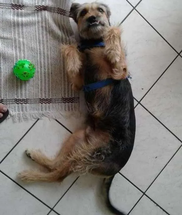 Cachorro ra a vira lata idade 5 anos nome Jhon