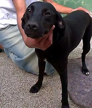 Cachorro raça MESTIÇA MANCHESTER idade  nome BELINHA