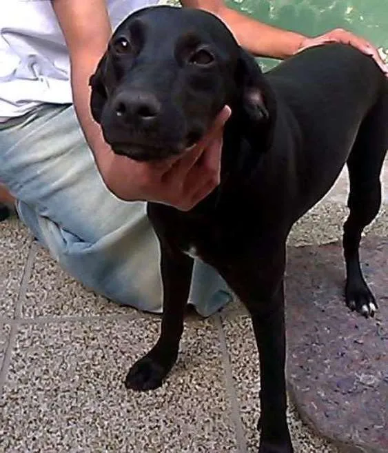 Cachorro ra a MESTIÇA MANCHESTER idade  nome BELINHA