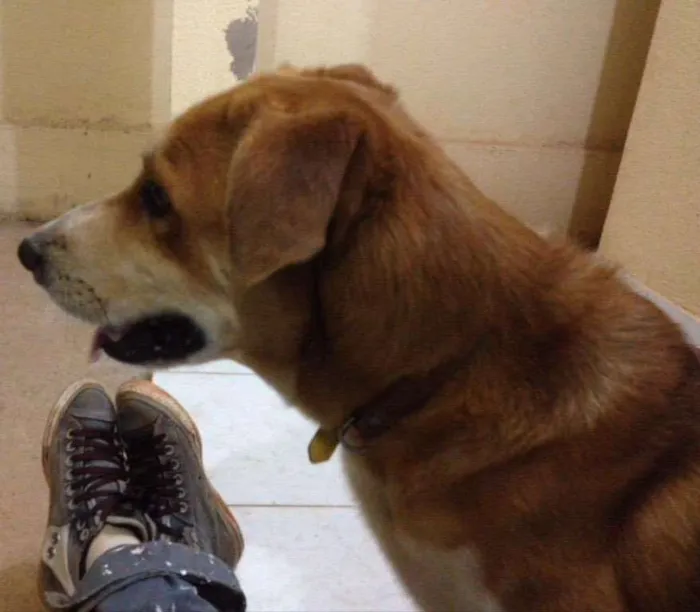 Cachorro ra a Pastor belga com capa preta  idade 5 anos nome Max