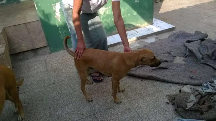 Cachorro ra a MESTIÇO PODENGO PORTUGUES idade 1 ano nome TED