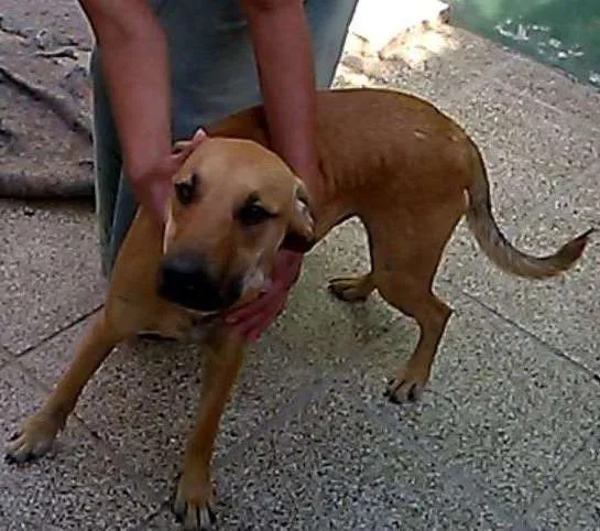 Cachorro ra a MESTIÇO PODENGO PORTUGUES idade 1 ano nome TED