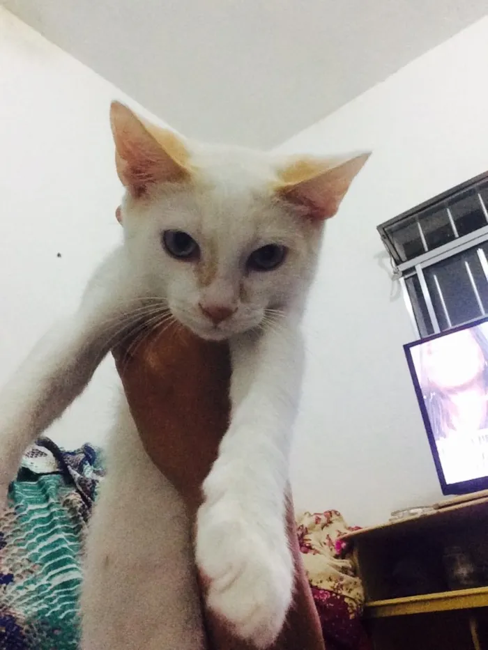 Gato raça SRD idade 2 a 6 meses nome Thom